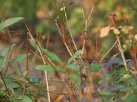comp_P9069485.webp