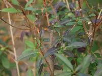 comp_P9069486.webp