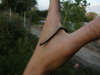 CIMG0221.webp