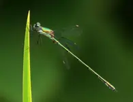 Libelle 6.9..webp