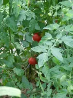 CIMG5500.webp