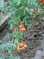 CIMG5502.webp