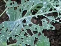 CIMG5512.webp