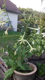 Ziertabak beim Apfelbaum.JPG