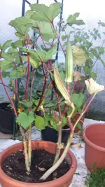 Okra Red Burgundy.webp