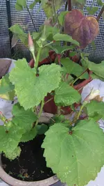 Okra burmesisch.webp