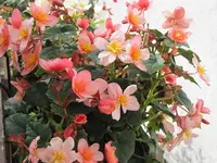 028.webp