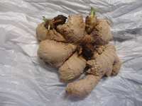 CIMG0224.webp