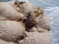 CIMG0225.webp