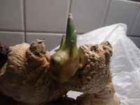 CIMG0227.webp