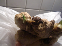 CIMG0226.webp