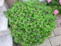 P1090481.webp