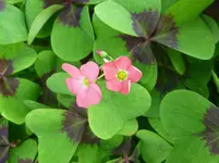 P1090480.webp