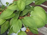 IMG_2331_800x600.webp