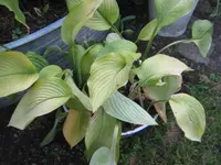 IMG_2333_800x600.webp