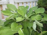 IMG_2335_800x600.webp