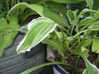 IMG_2334_800x600.webp
