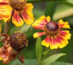 Helenium 130907.jpg