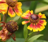 Helenium 130907.webp