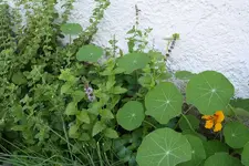 Kraeuterbeet 07.09.2013.webp