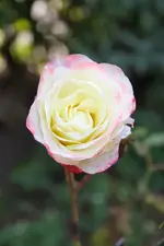 Rose Mystica 07.09.2013.webp