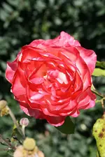 Rose Mystica 07.09.2013 (2).webp