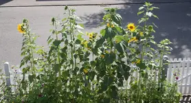 Sonnenblumen 07.09.2013.webp