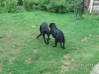kämpfchen (2).webp