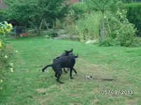 kämpfchen (4).webp