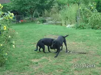 kämpfchen (5).webp