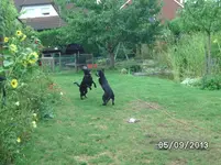 kämpfchen (7).webp