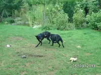 kämpfchen (8).webp