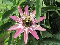 004.webp