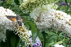 2013_0906Sommer0054 taubenschwänzchen.webp