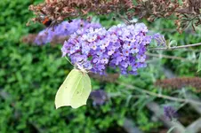 2013_0906Sommer0058 zitronenfalter.webp
