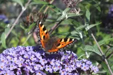 kl. fuchs.webp
