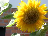 3AugustSonnenblume.webp