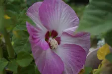 _DSC3313.webp