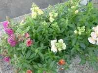 P1090471.webp