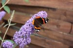 Sommerflieder mit Schmetterling.jpg