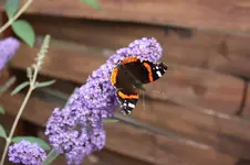 Sommerflieder mit Schmetterling.webp