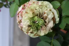 Kindelbildung unbekannt Topfrose 08.06.2013.webp