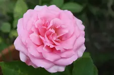 Topfrose unbekannt 08.09.13.webp