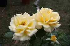 Rose Yellow Garden 08.09.13 (2).webp
