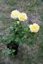 Rose Yellow Garden 08.09.13.webp