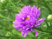 Aster dumosus Sapphire.webp
