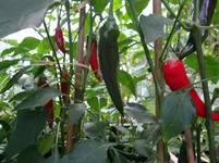 Paprika Edelsüß.webp