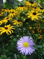 Aster.webp