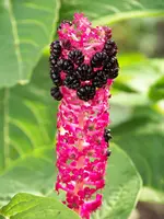 015.webp