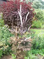 Cimicifuga ramosa Brunette.webp
